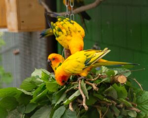 Mehr über den Artikel erfahren festzeit.ch<br/>Exotische Vögel im Vogelpark Ambigua