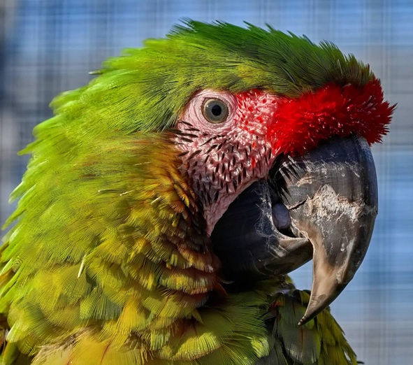 Grüner Ara mit roter Stirn in Nahaufnahme im Vogelpark Ambigua in Zeihen.